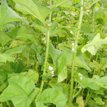 아욱 효능 부작용 고르는법 칼로리