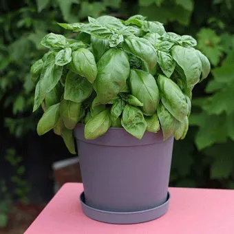 바질 키우기 물주기 수확시기 가지치기 향 유지 실내 허브 가이드_33