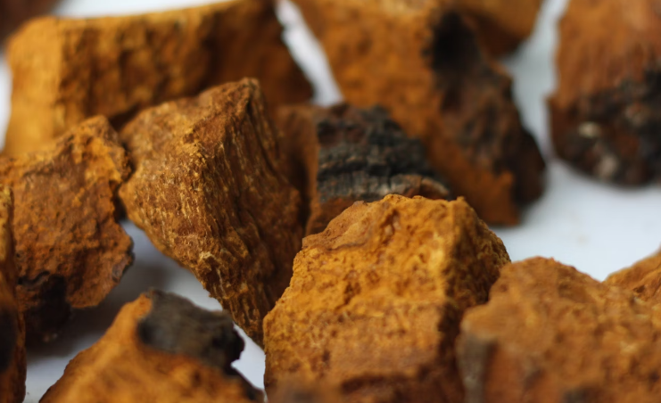 차가버섯 분말 효능 : 심혈관