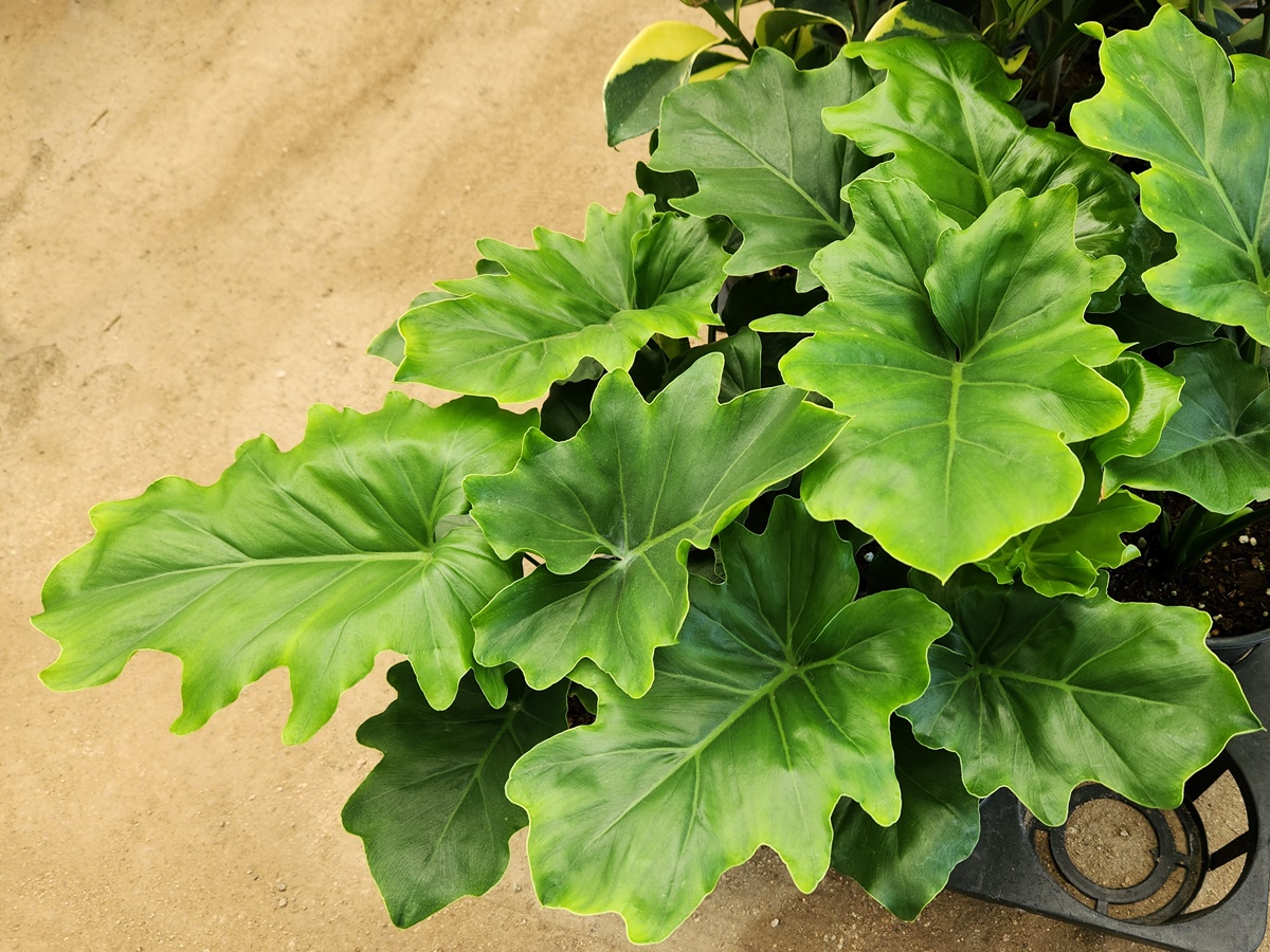 필로덴드론 호프셀럼