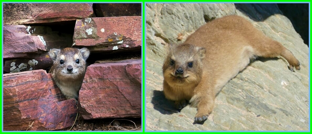 바위너구리 성격