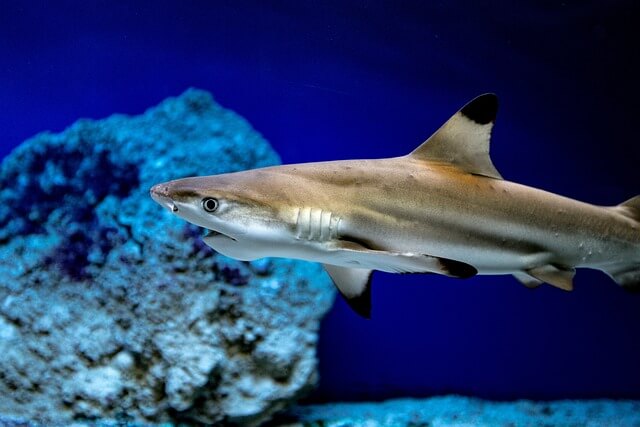 상어꿈, 상어꿈해몽, 상어가 나오는 꿈, 좋은 꿈? 나쁜 꿈?