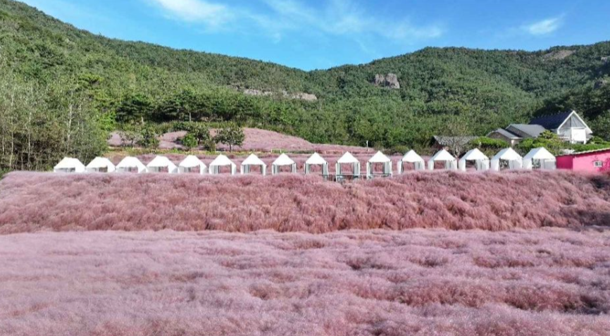 2024 고창 핑크뮬리 축제