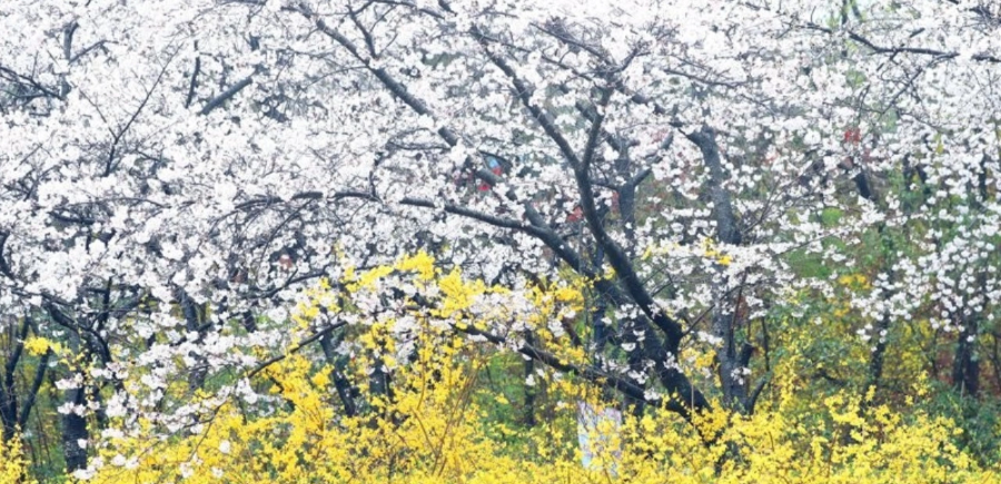 꽃가루 알레르기 예방방법