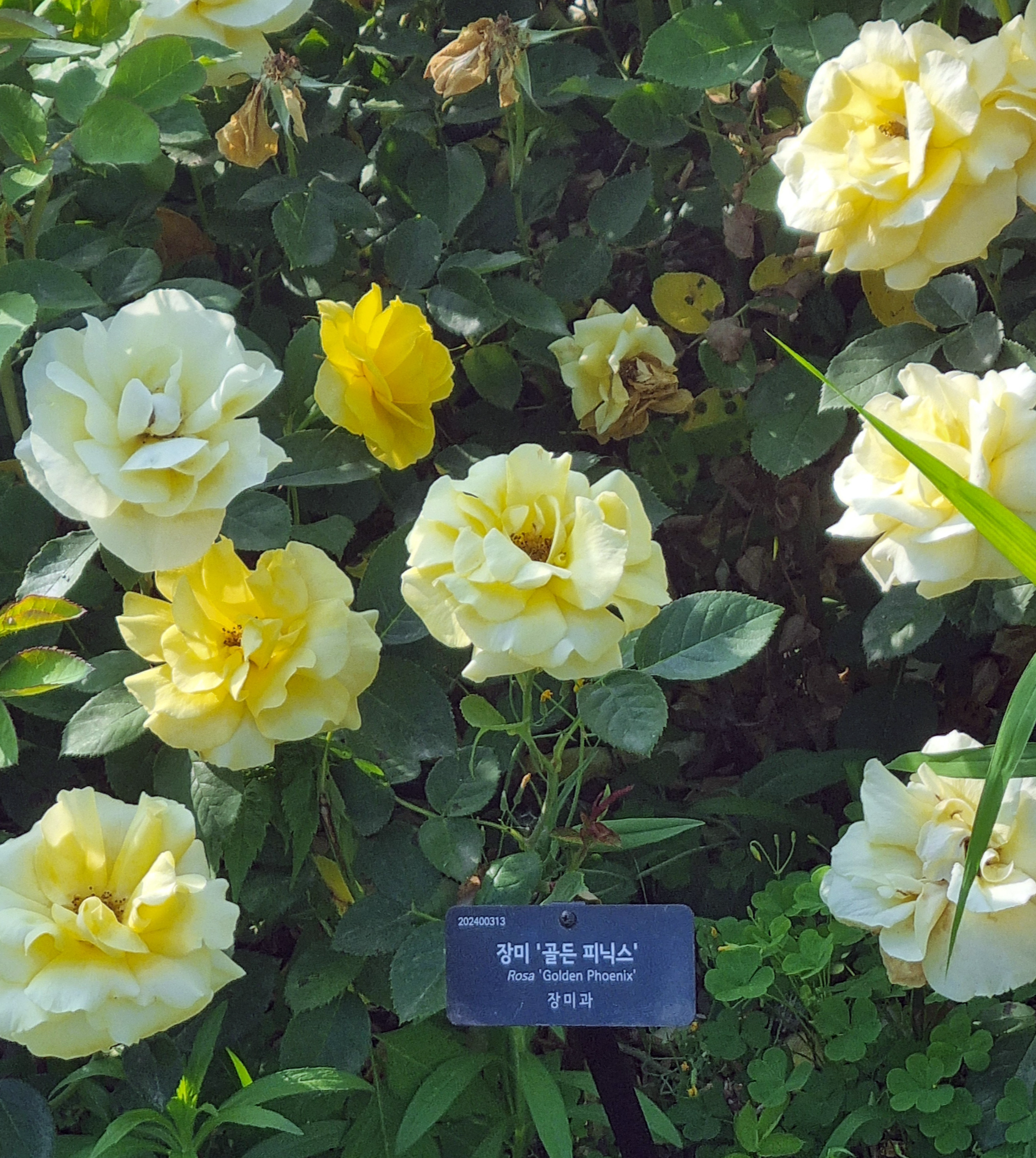 골든 피닉스 장미꽃