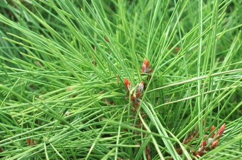 솔잎증류농축액의 효능