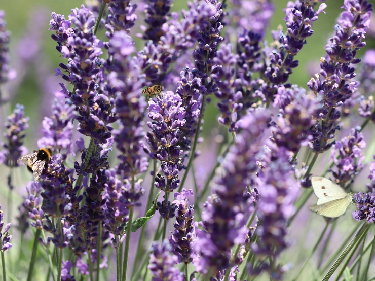 2025 퍼플섬 라벤더 축제