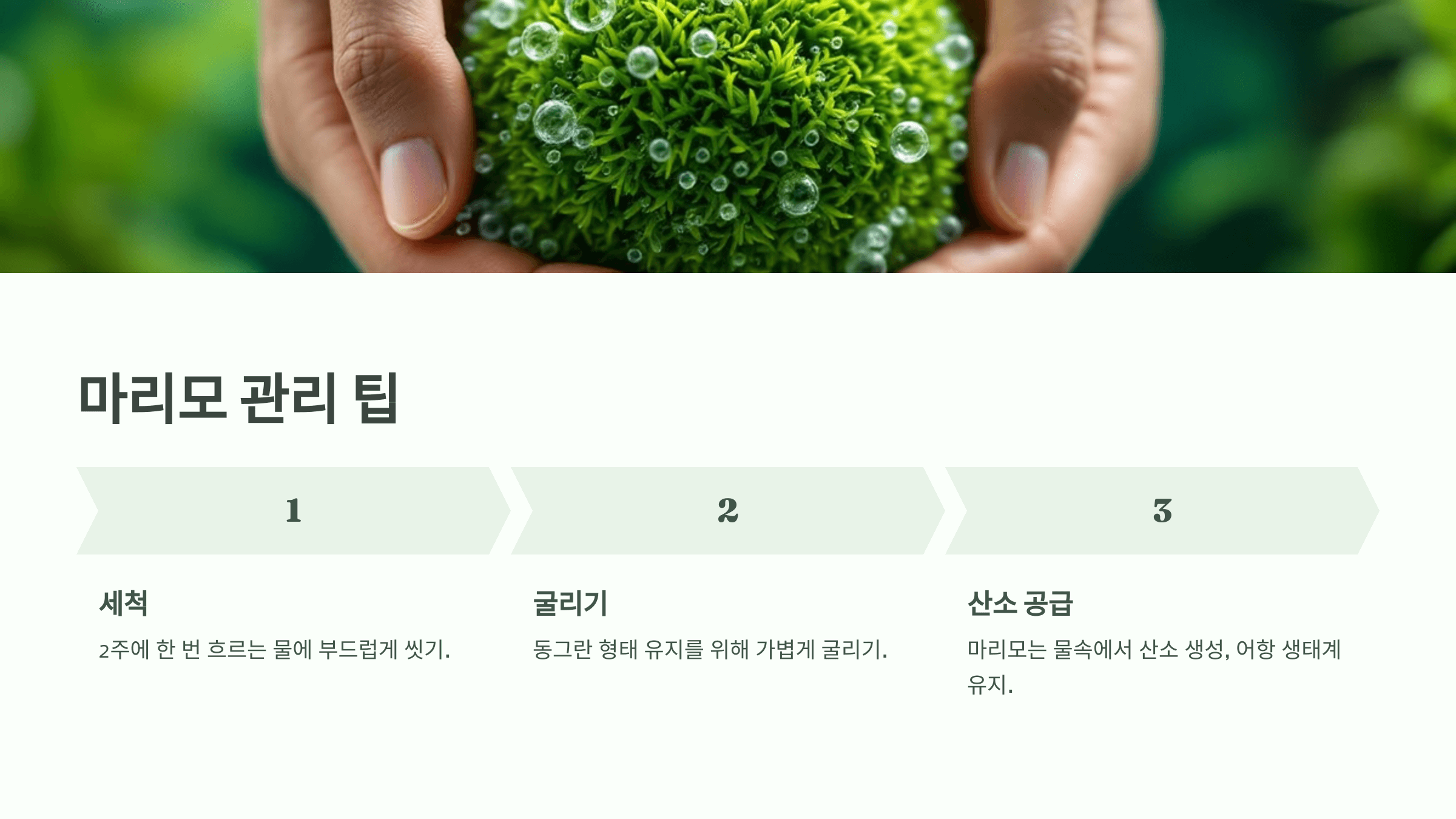 마리모 사진입니다.