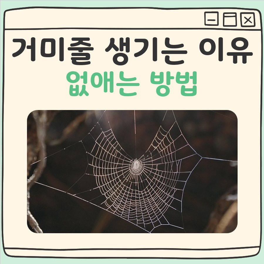 거미줄 생기는 이유 없애는 방법 대표 이미지