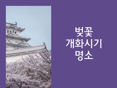 벚꽃
