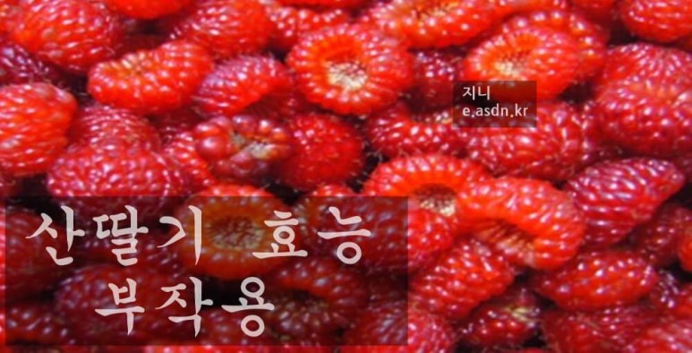 산딸기 효능 9가지와 부작용 총정리
