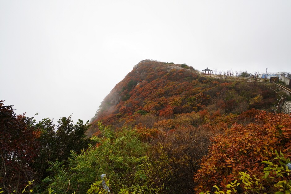 대구 가볼만한 단풍 여행은 어디일까? 대구 단풍 여행 총정리!