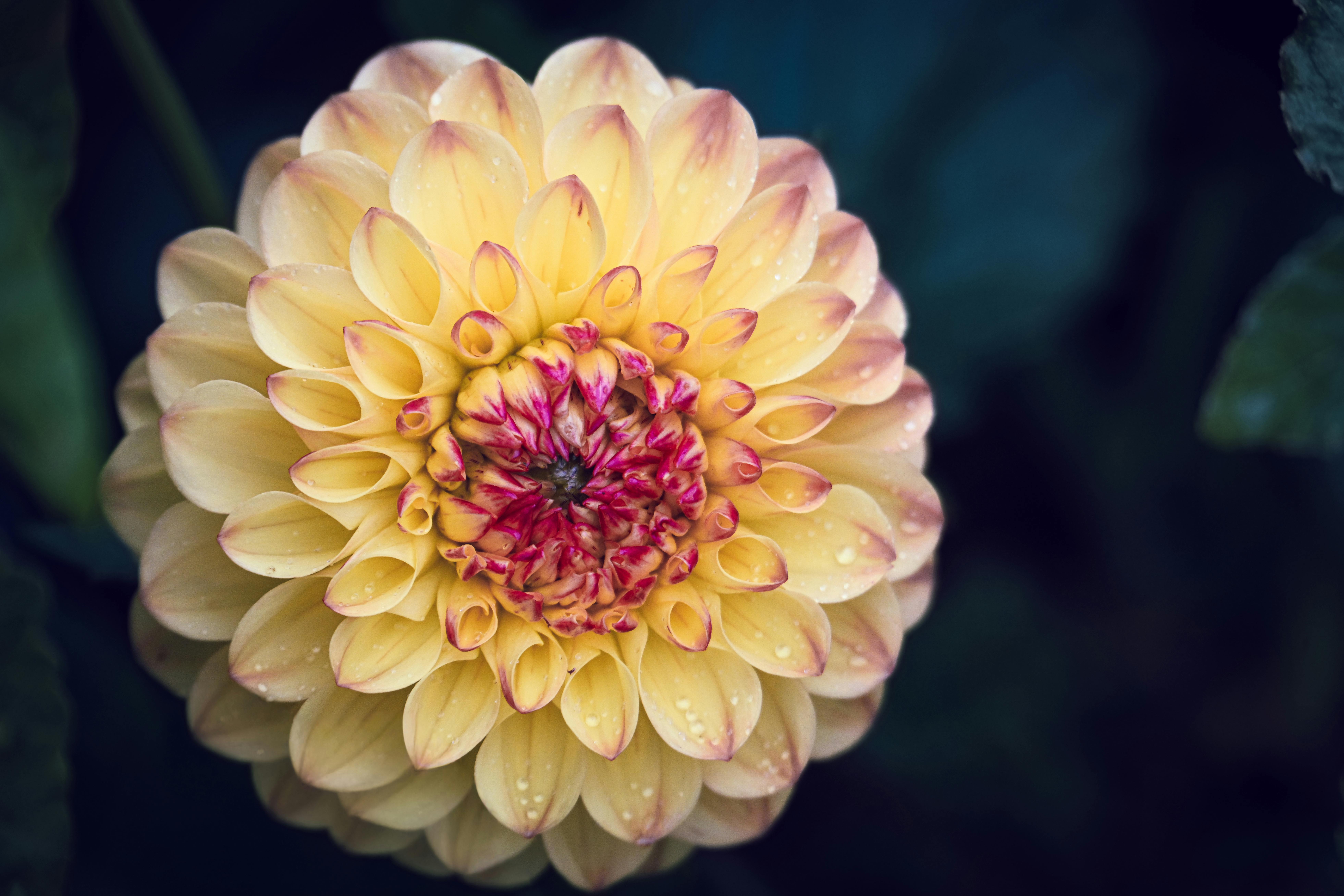 대통령이 국민과 다투는을 상징하는 이미지