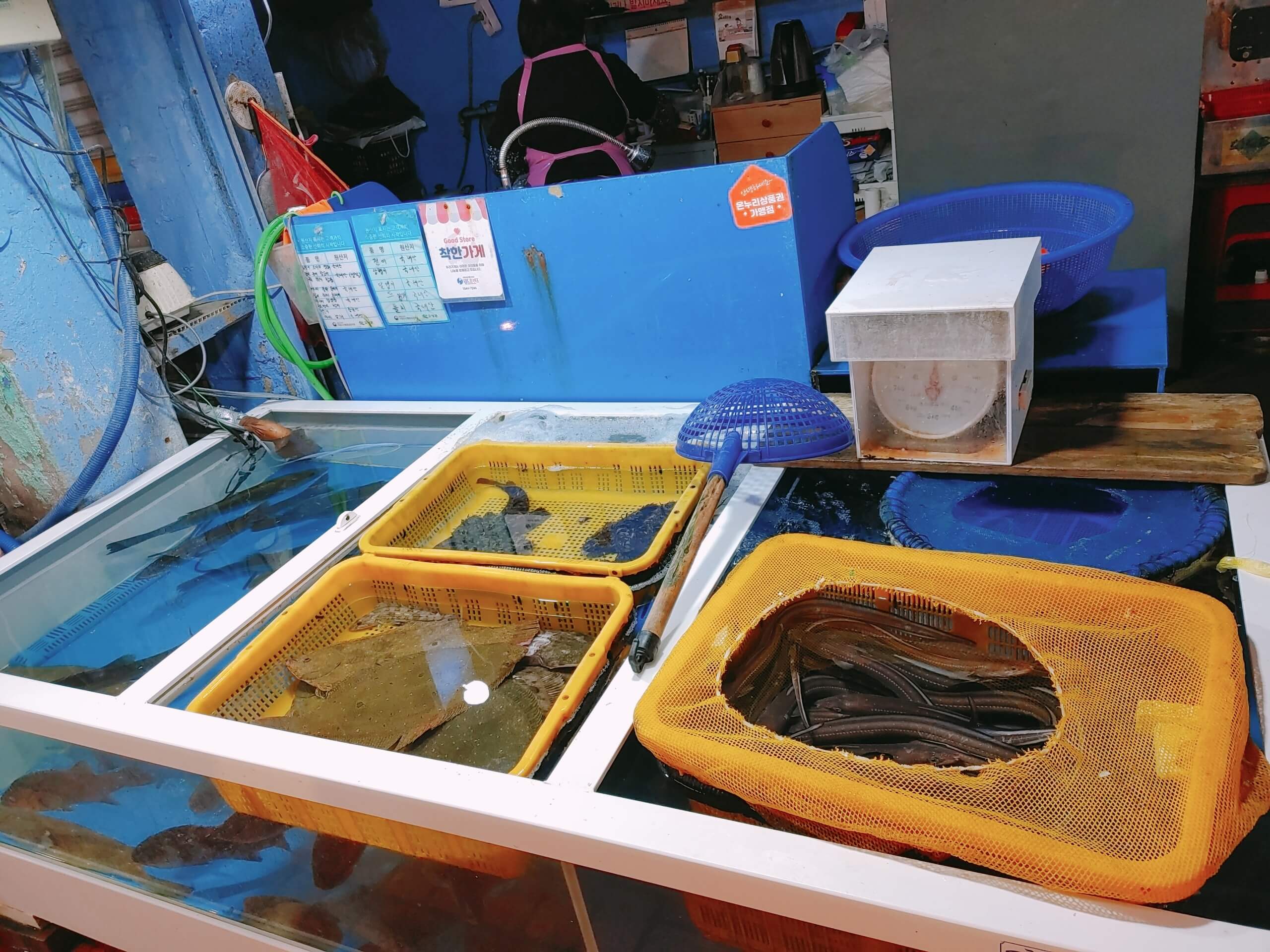 고성_당항포_캠핑장_고성공룡시장_대진수산1