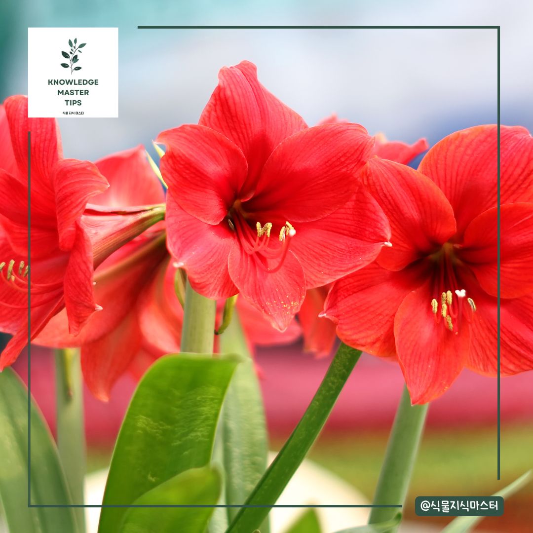 반려동물이 먹으면 위험한 독성 식물 - 아마릴리스