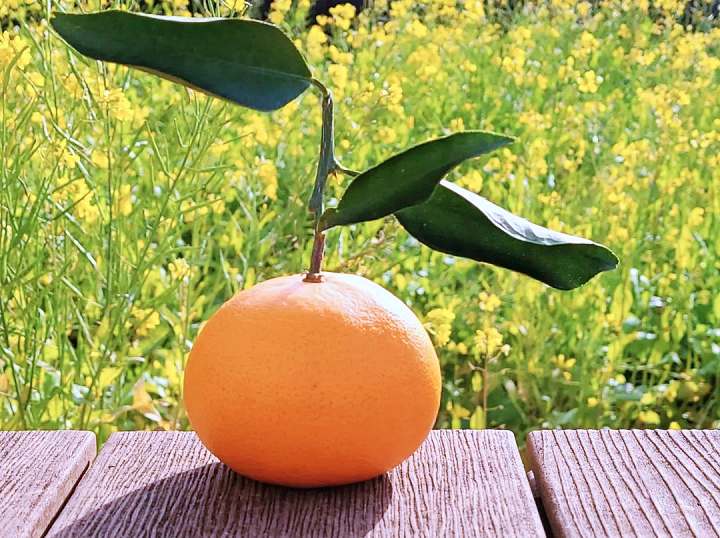 6시내고향 경남 김해 고당도 천혜향 파는 곳 전국 택배 온라인 전화 주문 추천