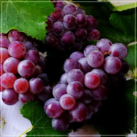 당뇨에 나쁜 과일 포도3