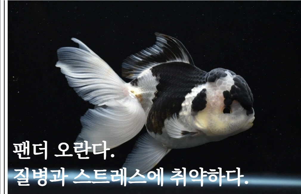 팬더 오란다. 고급금붕어