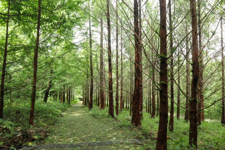 서후리숲 사진