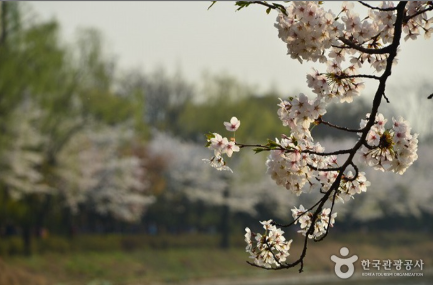 석촌 호수벚꽃축제