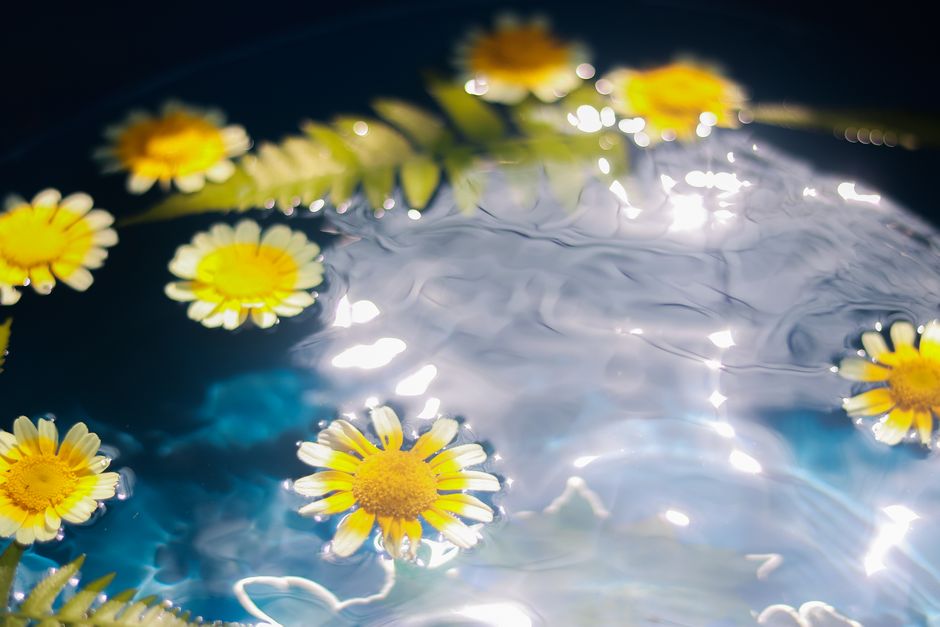 Bright daisies and ferns floating on a shimmering water surface, capturing a vibrant and serene natural scene.