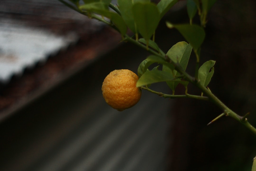Ginseng