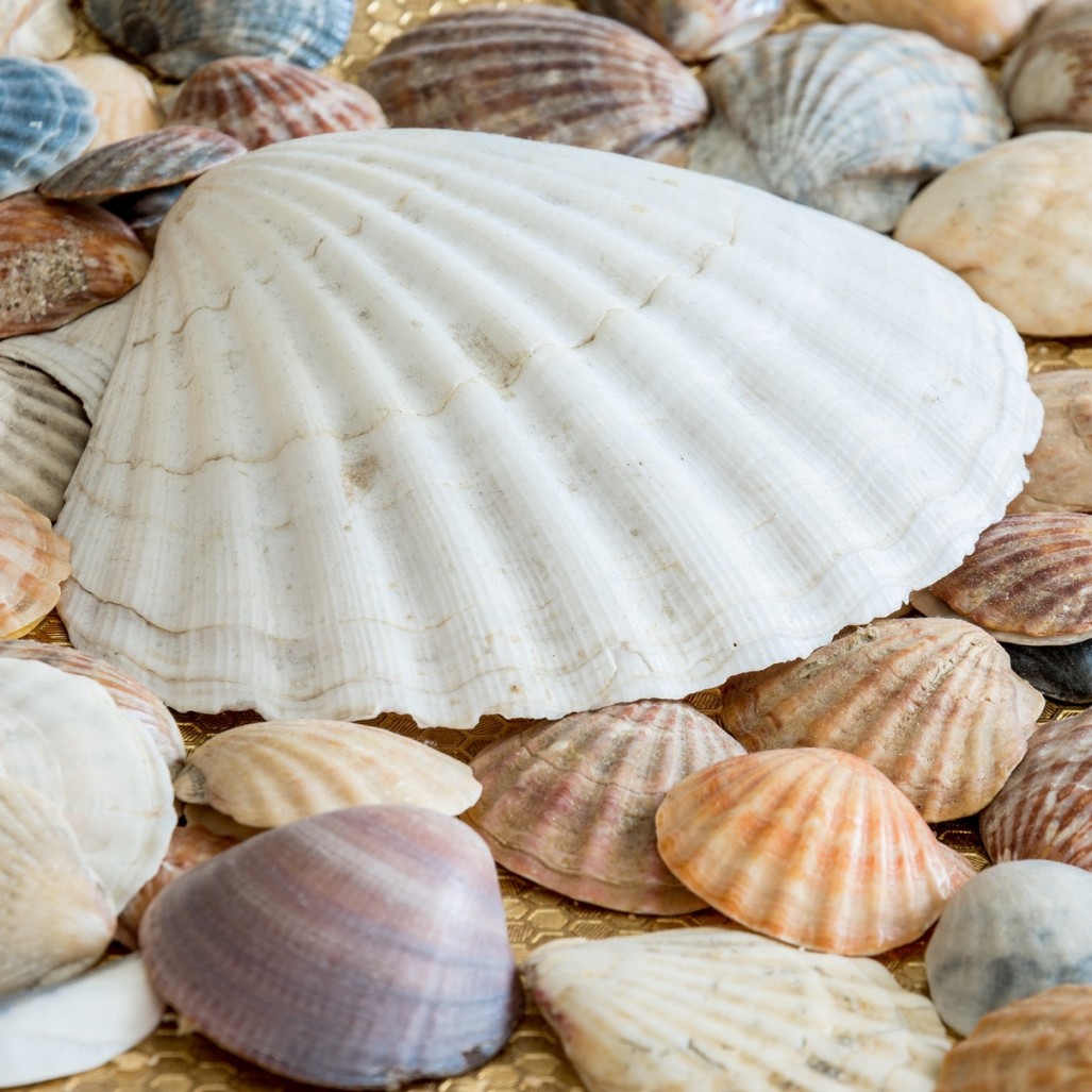 글루코사민(Glucosamine)이 풍부하게 함유된 조개 사진