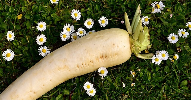 무말랭이차 만드는 법 보관 섭취방법