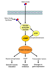 cGMP(cyclic guanosine monophosphate)를 분해
