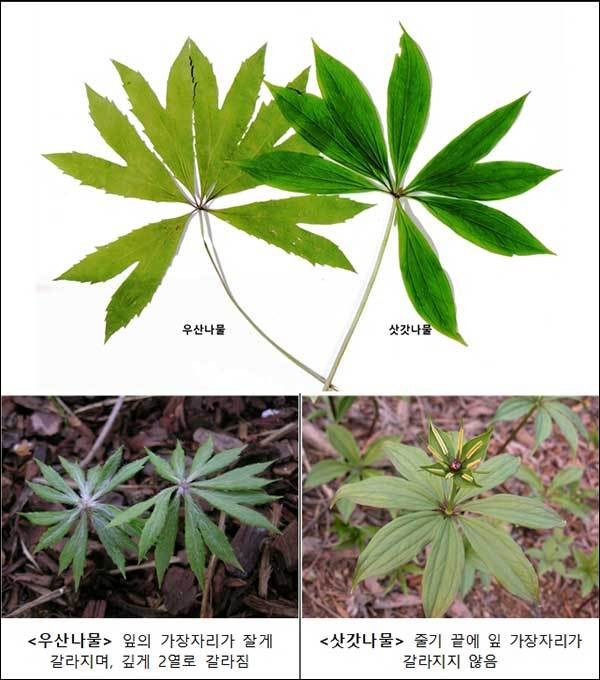 (우산나물 vs 삿갓나물)