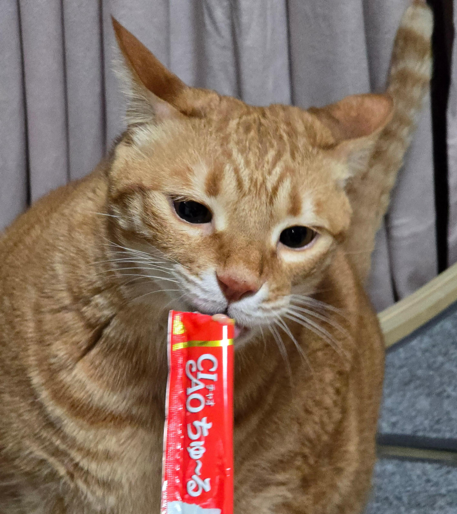 고양이 유산균 추천6