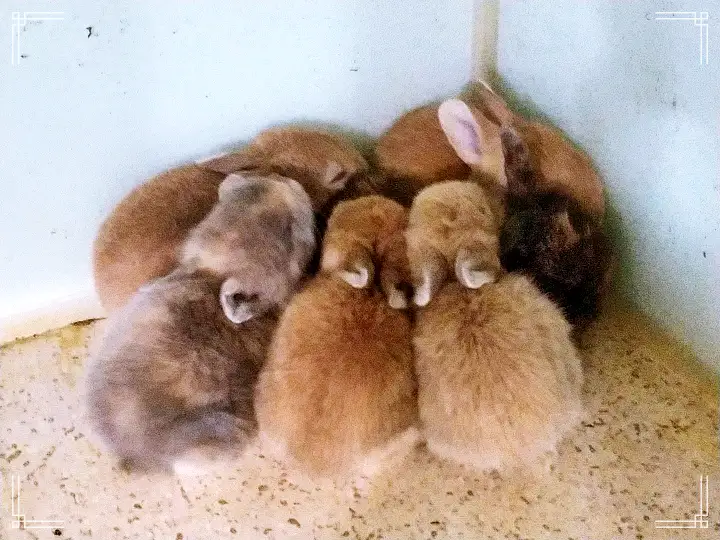 생방송오늘저녁 서울 근교 남양주 별내 토끼 고양이 강아지 뛰어노는 동물 체험 카페 맛집 추천