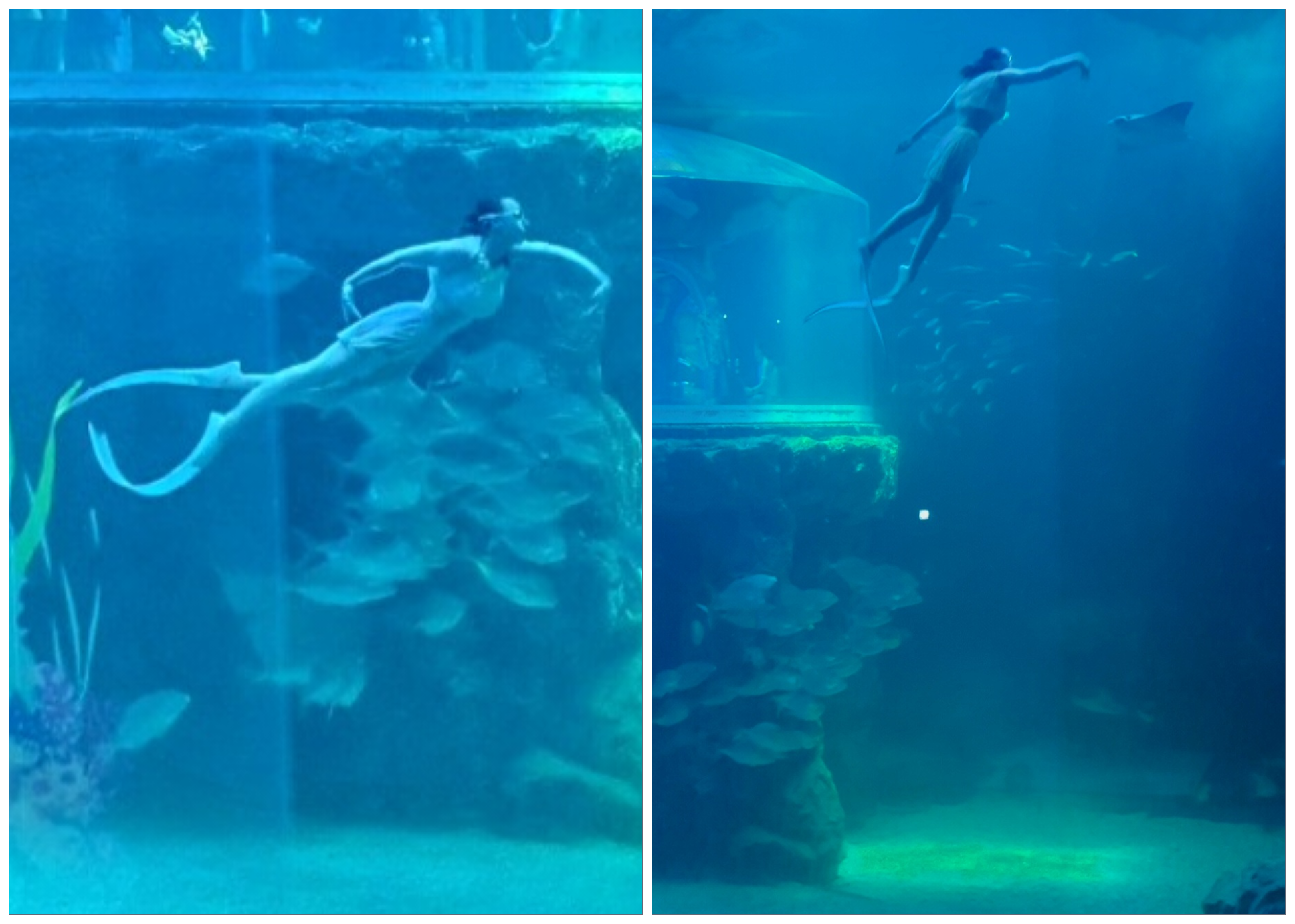 인어-쇼도-볼-수-있어요.