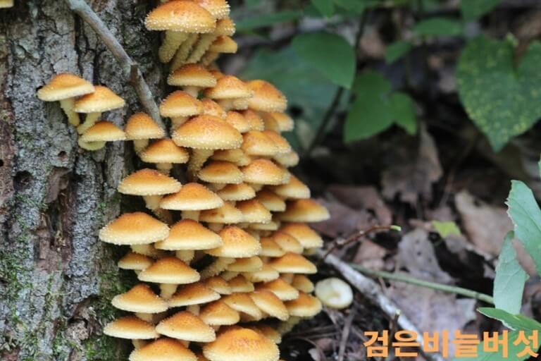 혈전분해에 도움이 되는 음식&amp;#44; 버섯