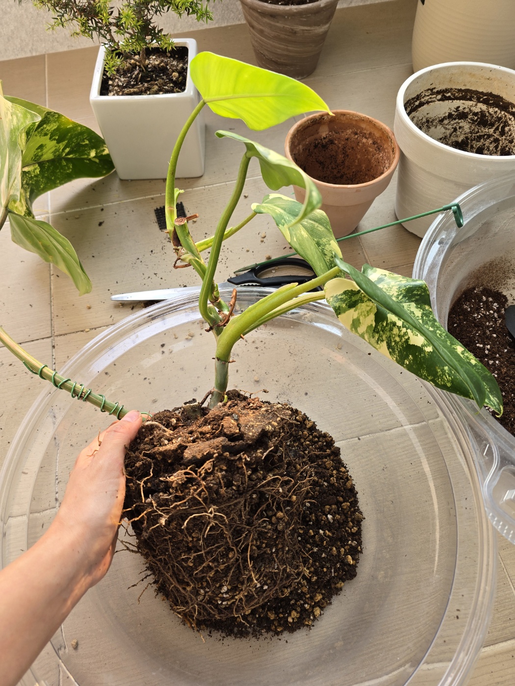 도메스티컴바리에가타와 뿌리