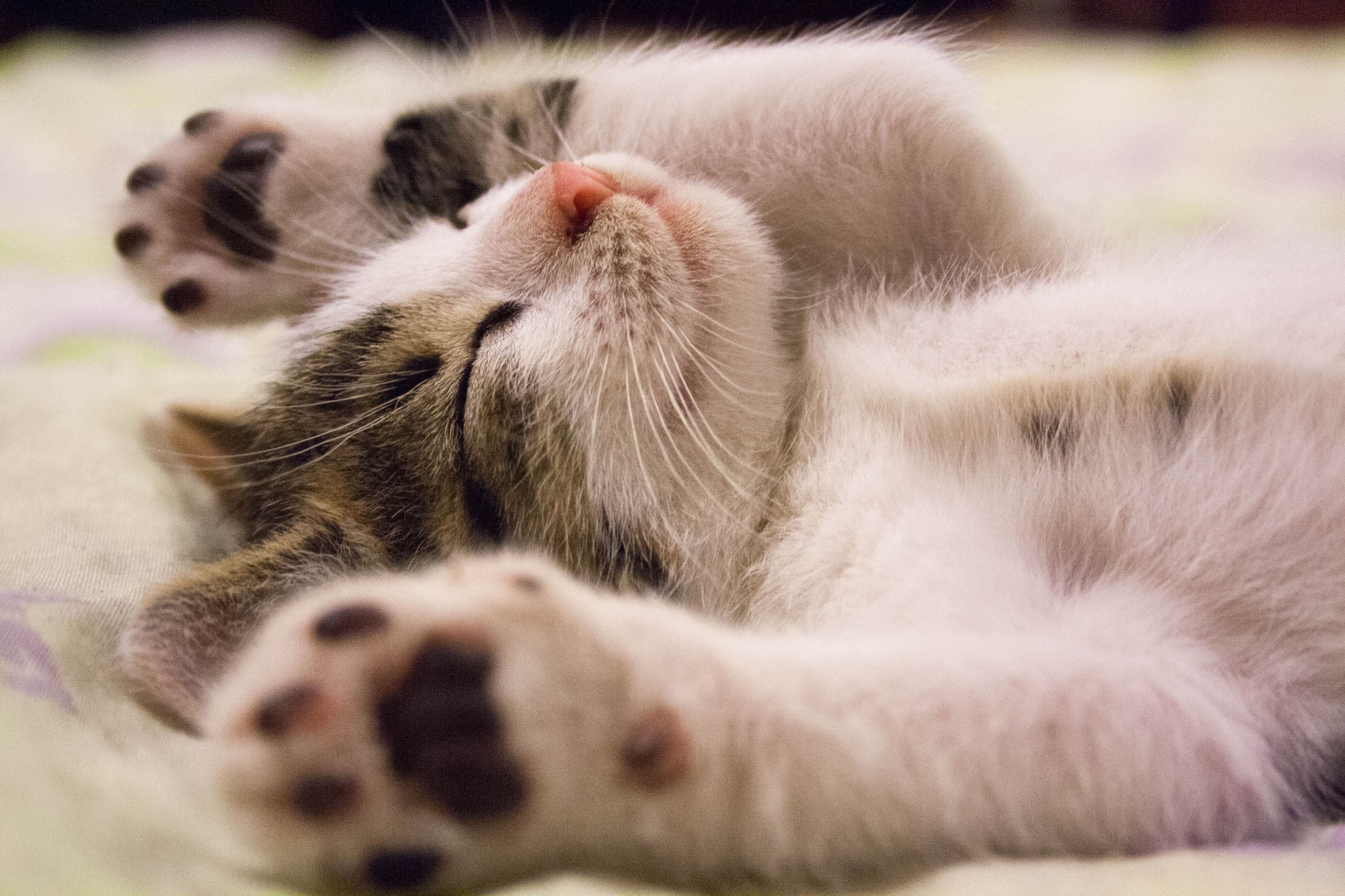 고양이 마운팅