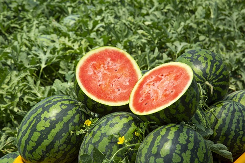 2024년 초복 중복 말복에 먹으면 좋은 음식