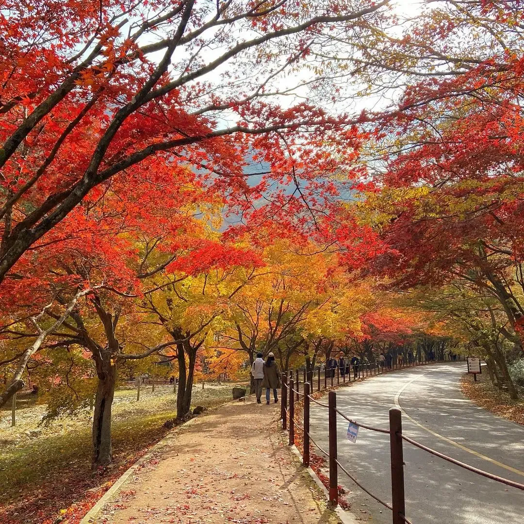 내장산 단풍 명소 단풍시기 산책로 사진스팟 한눈에_7