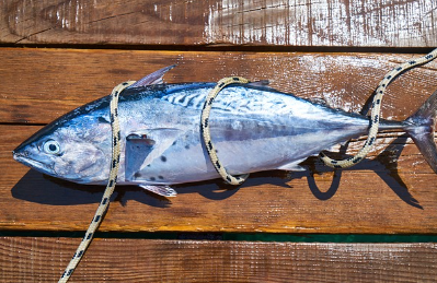 손가락 관절에 좋은 음식