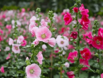 가을에 피는 꽃 종류 접시꽃