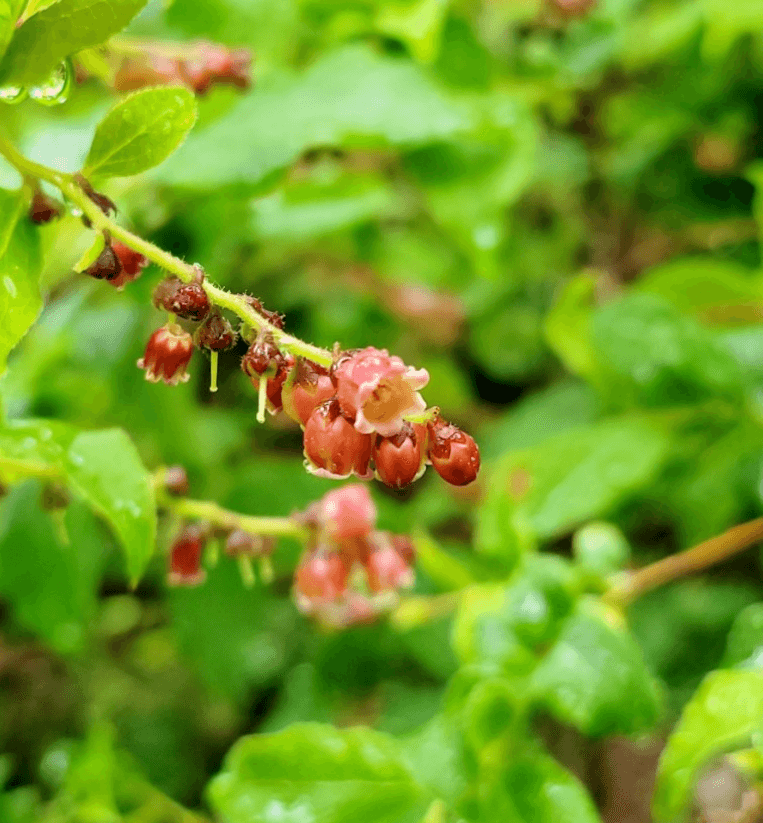 정금나무 열매 효능 꽃 묘목 재배법