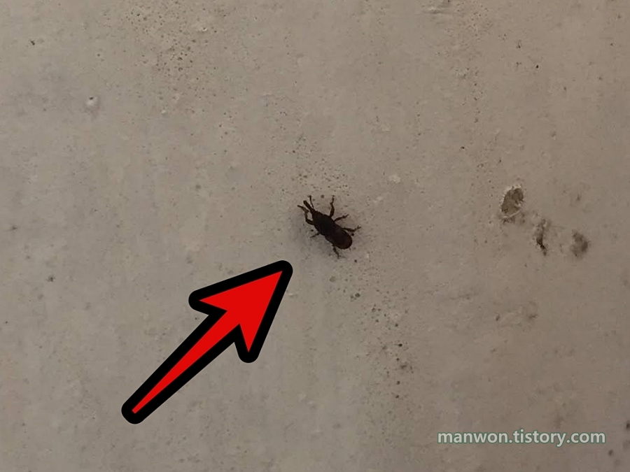 온 집안에 쌀벌레가 창궐하다