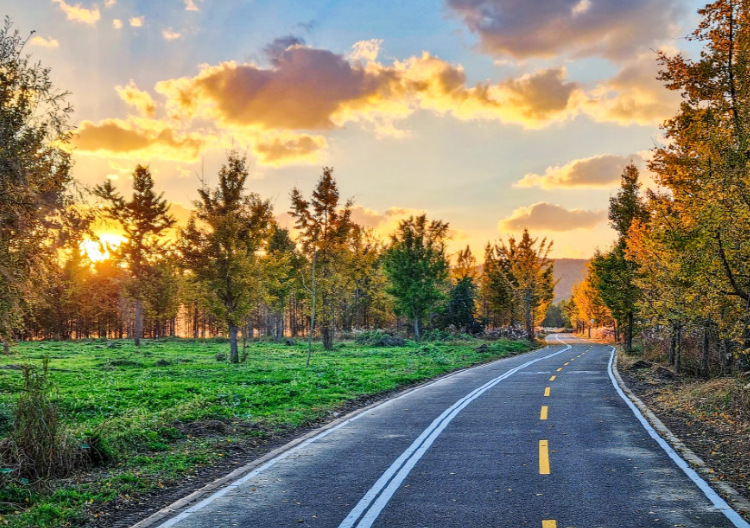 고령 은행나무숲