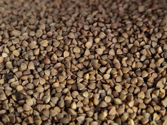 메밀차 혈관 탄력을 높여줌