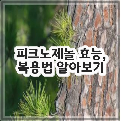 피크노제놀 효능, 복용법 알아보기