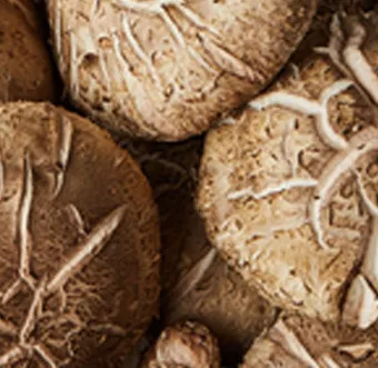 표고버섯 효능_3