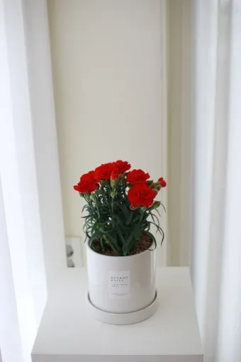 카네이션 화분 키우는 방법 생화 꽃바구니 관리_18