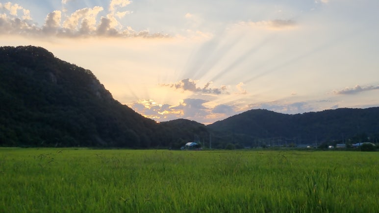 대추 사과대추 효능 대추차 생대추 건대추 고르는법 칼로리 보관법