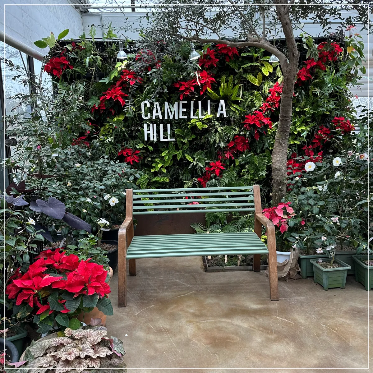 카멜리아힐 안의 포토존. 카멜리아힐이란 문구 아래에 의자가 있고, 주변엔 나무들이 어우러져 있다.