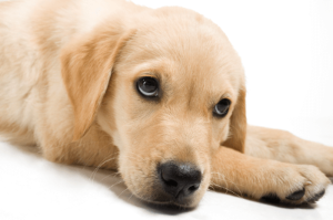 얌전히 엎드려 있는 강아지모습